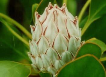 Protea Snowball flower