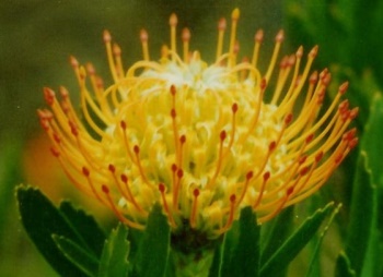 Protea Sunburst flower